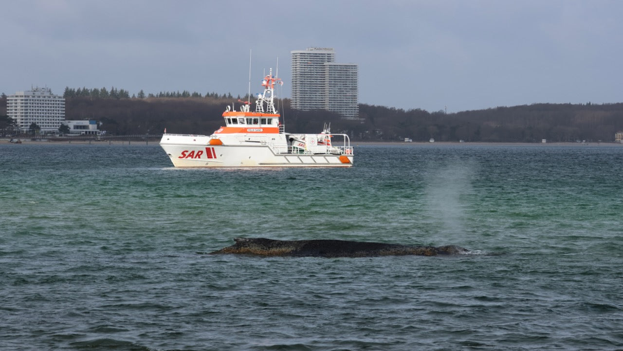 Buckelwal vor Niendorf. Foto: Seenotretter