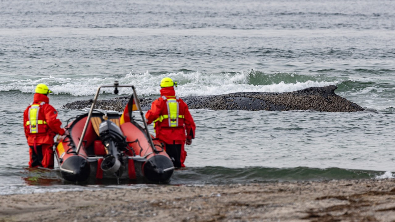 Dramatische Rettungsaktion für gestrandeten Wal in Niendorf