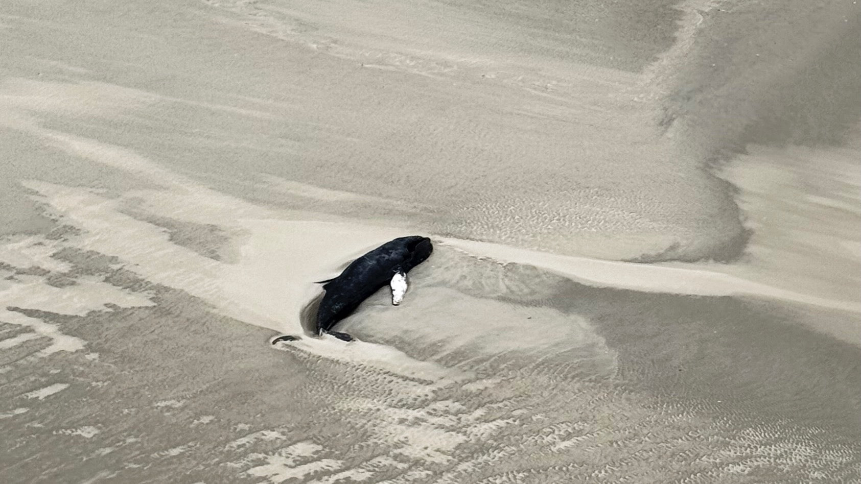 Mehrere Wale vor der dänischen Insel Fanø gestrandet