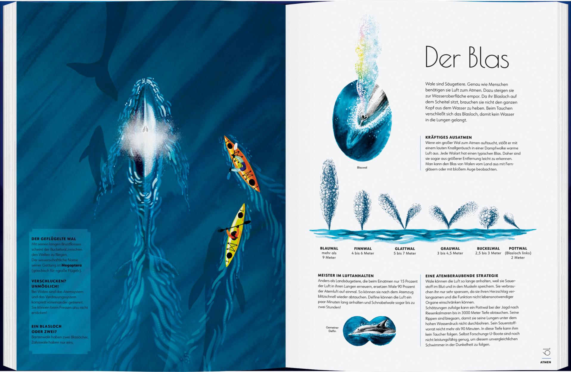 Wale - Giganten der Meere