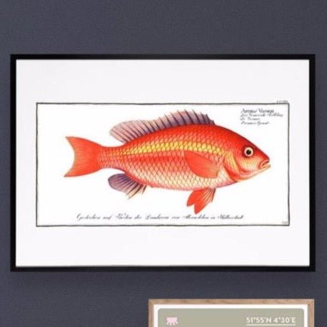 Poster Goldfisch ab 21x30 - Ankerherz Verlag