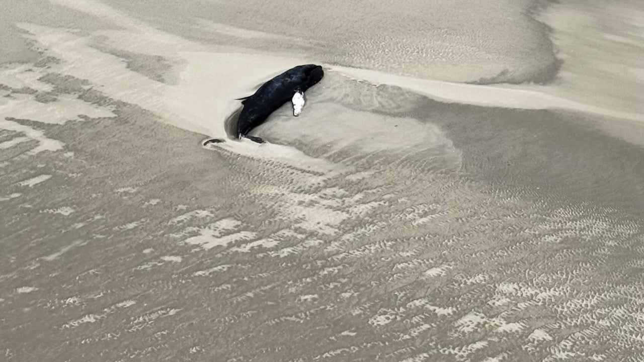 Experten untersuchten gestrandeten Buckelwal vor Wangerooge
