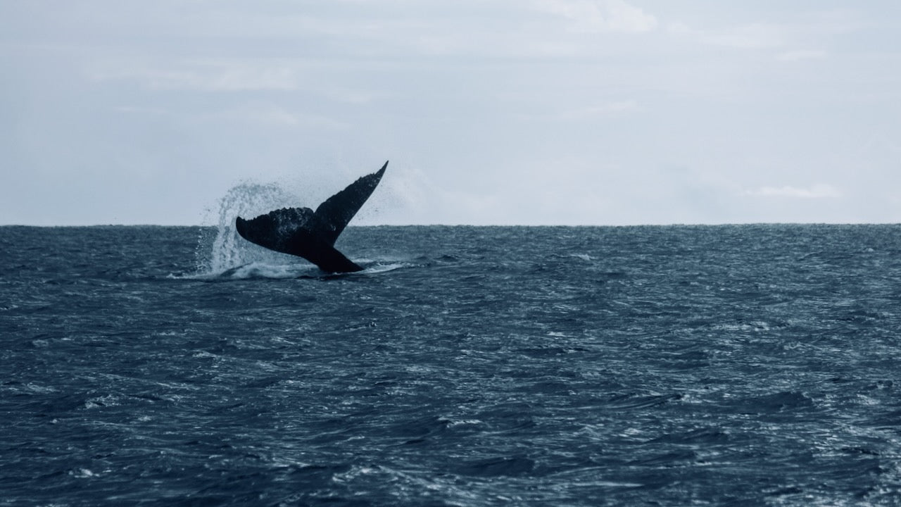 Ostsee: Tierschützer retten Buckelwal aus Fischernetz