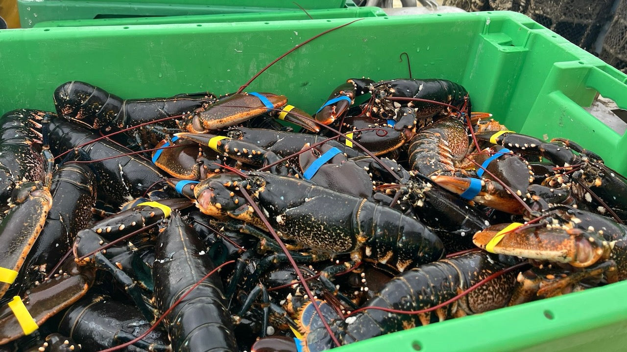Helgoland: Wasserschutzpolizei stoppt illegalen Hummerfang