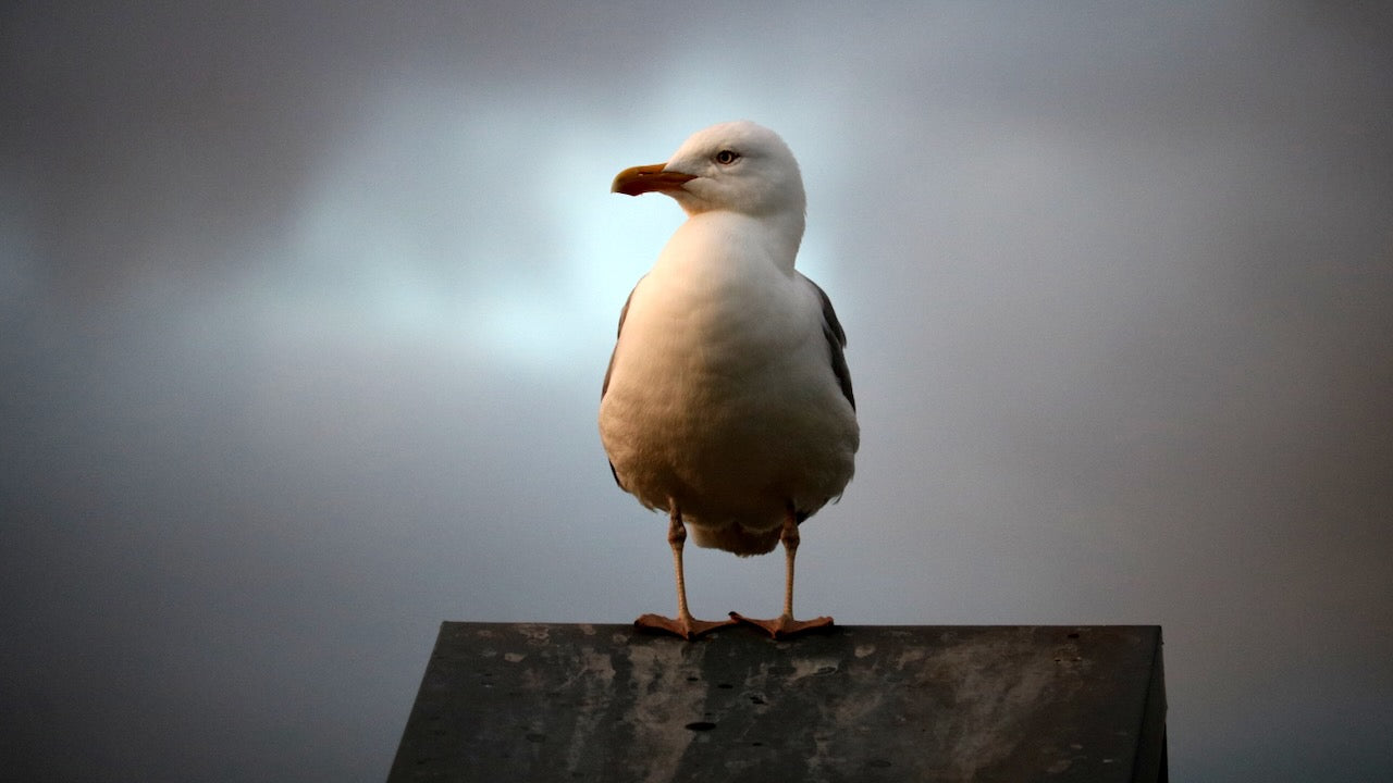 Möwe