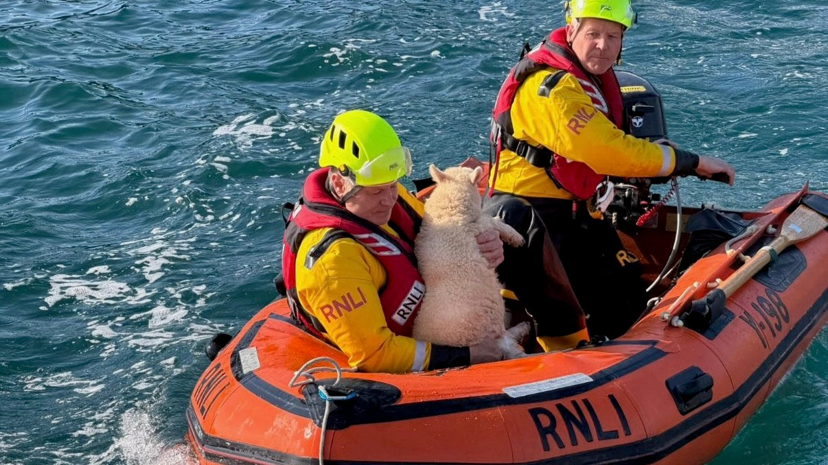 Seenotretter in Wales retten Schaf