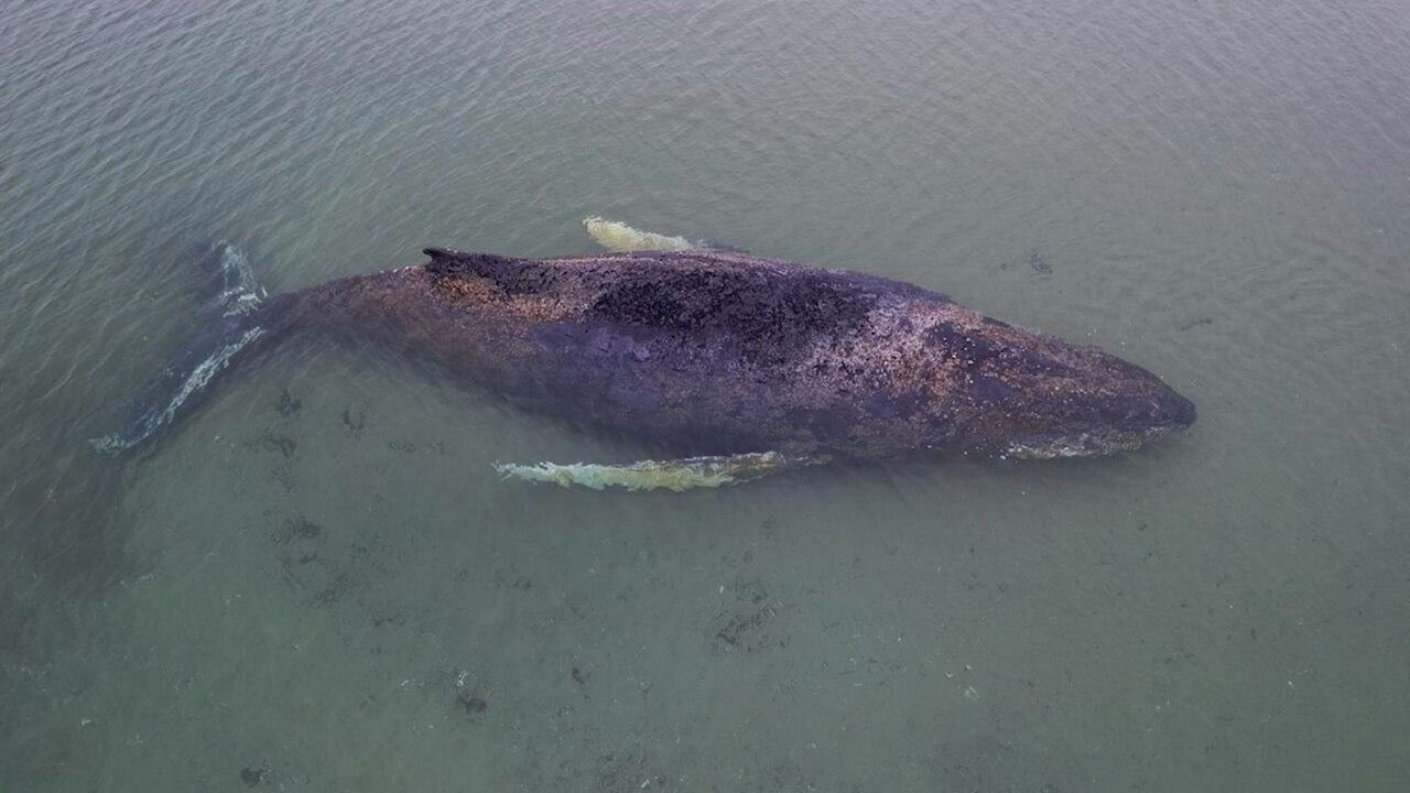 Buckelwal. Foto: Sea Shepherd