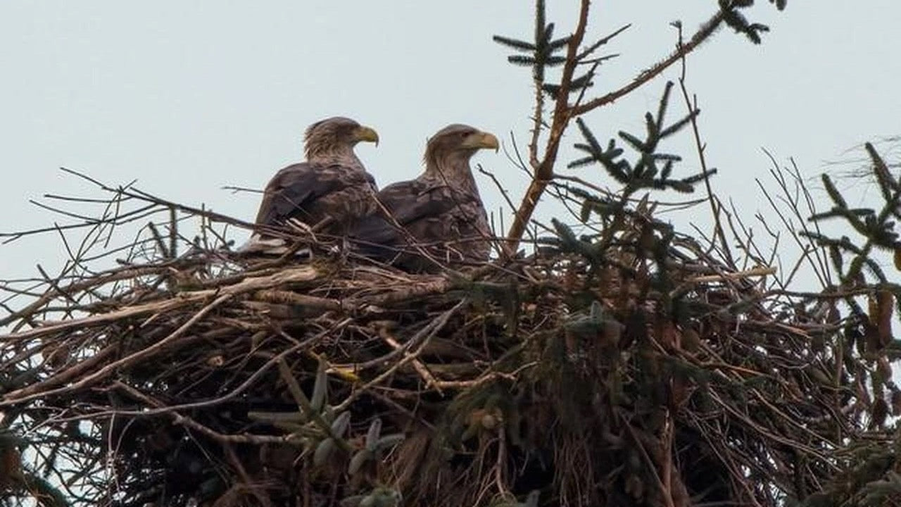 Sylt: Polizei jagt Unbekannte, die Horst für Seeadler zerstören