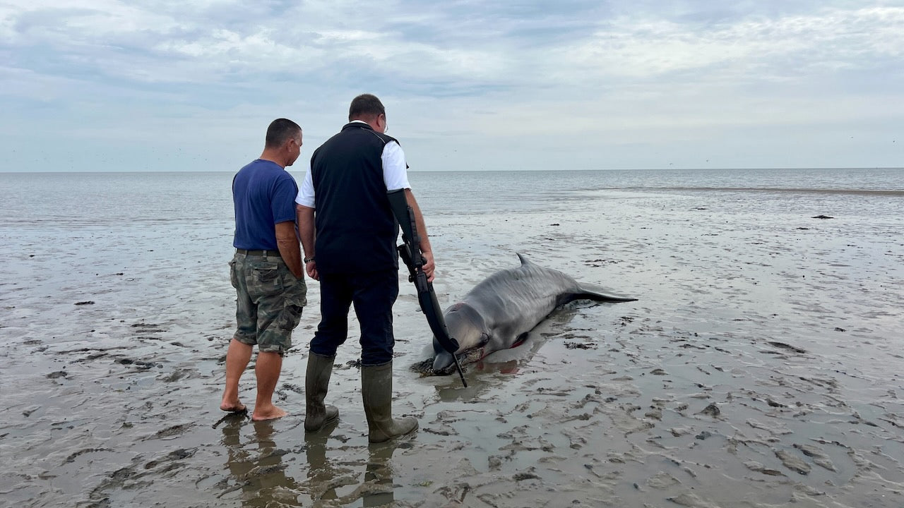 Seehundjäger musste am Strand von Sylt einen Schnabelwal erschießen. Foto: dpa