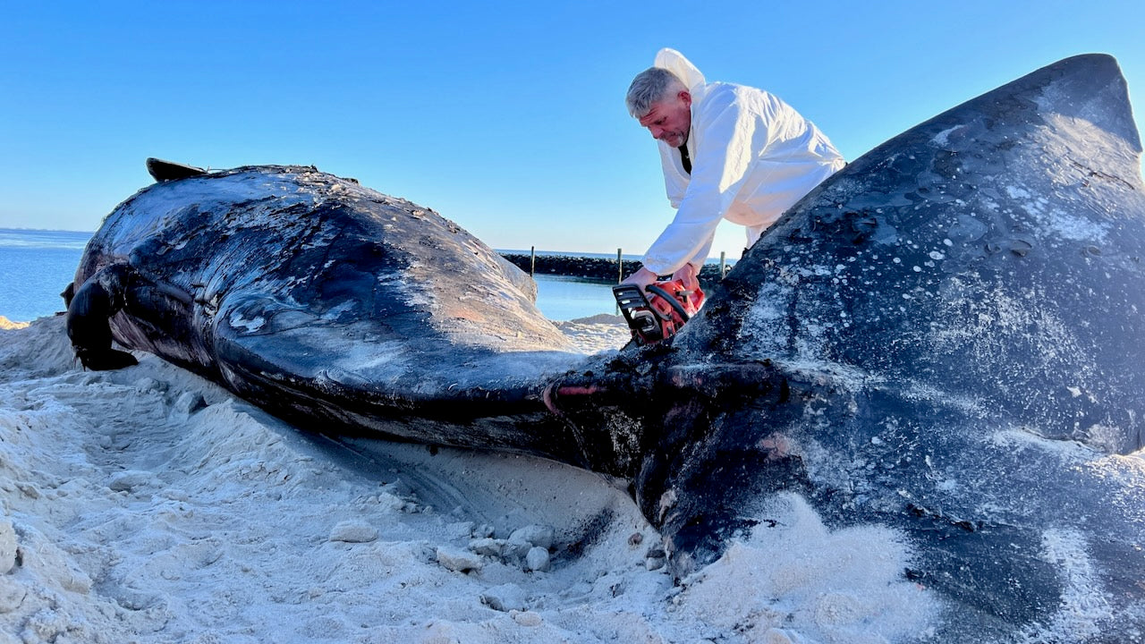 "Bestialischer Gestank" - Auf Sylt gestrandeter Wal wird zerlegt