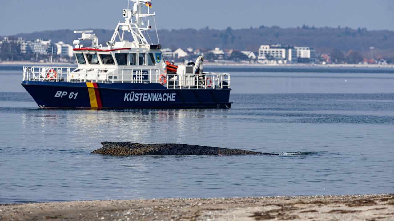Bürgermeister kritisiert Gaffer bei Walrettung in Niendorf