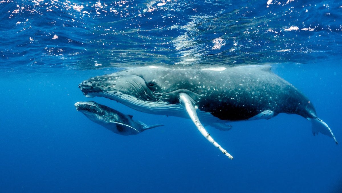 Baby-Boom der Buckelwale in der Salish Sea freut Forscher - Ankerherz Verlag