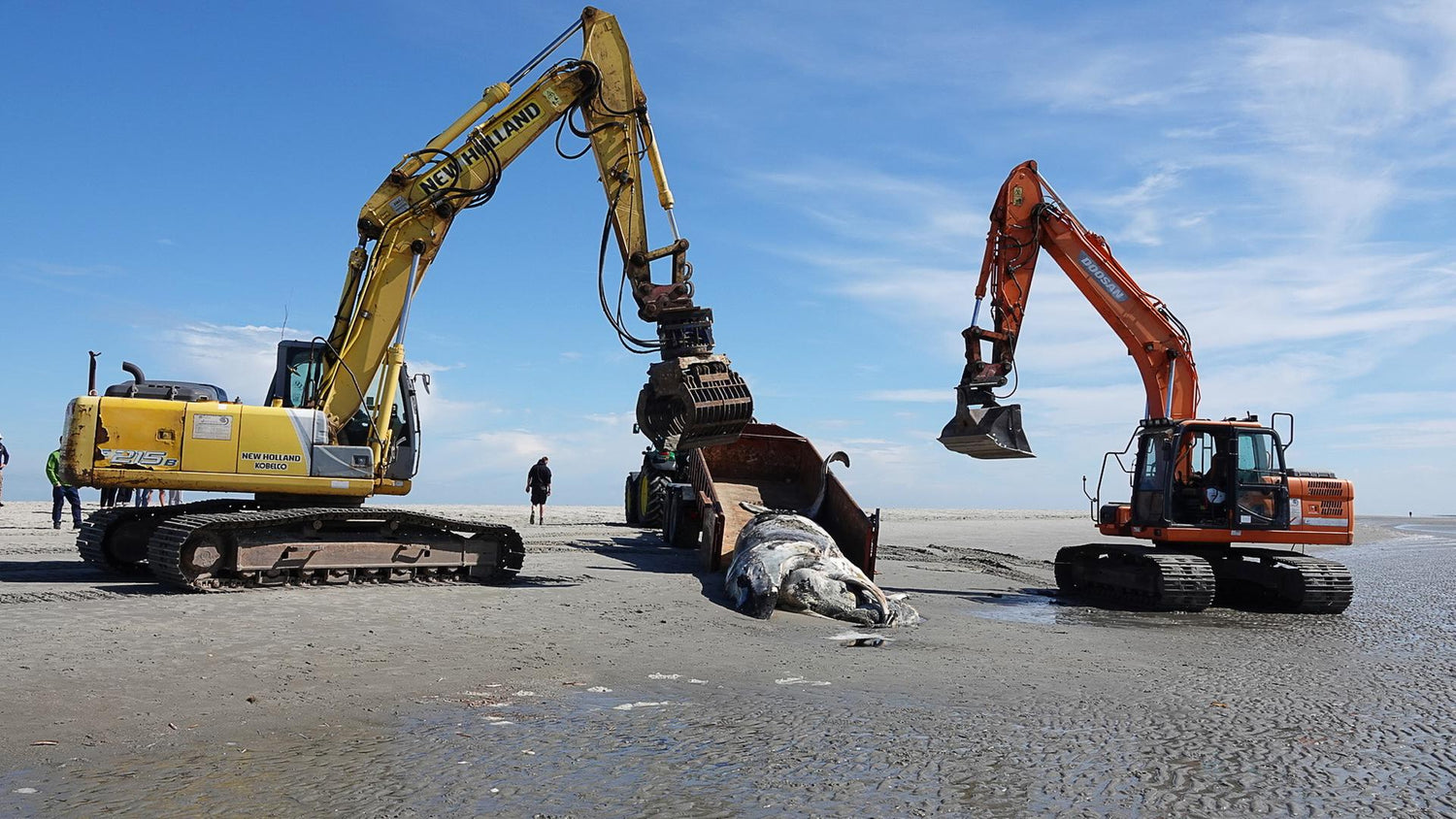 St. Peter-Ording: Wieder toter Wal am Nordseestrand