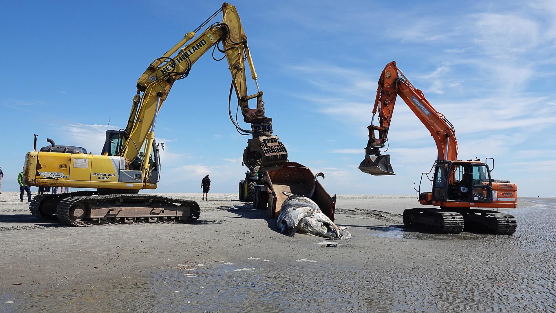 St. Peter-Ording: Wieder toter Wal am Nordseestrand