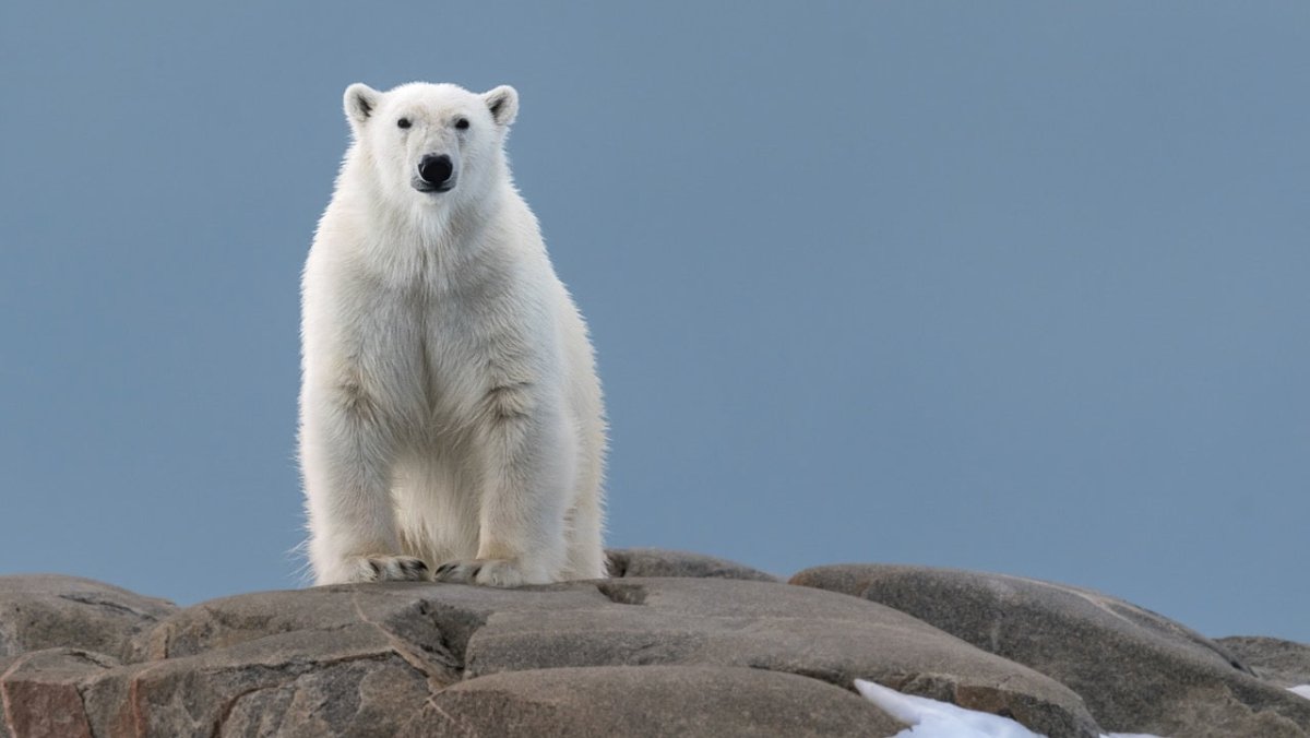 Eisbär taucht auf Island auf und wird von Polizei erschossen - Ankerherz Verlag