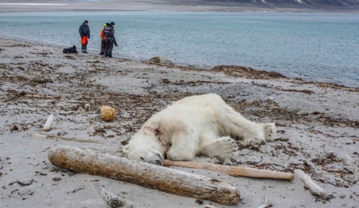 Gegen die Wut: der tote Eisbär von Spitzbergen - Ankerherz Verlag