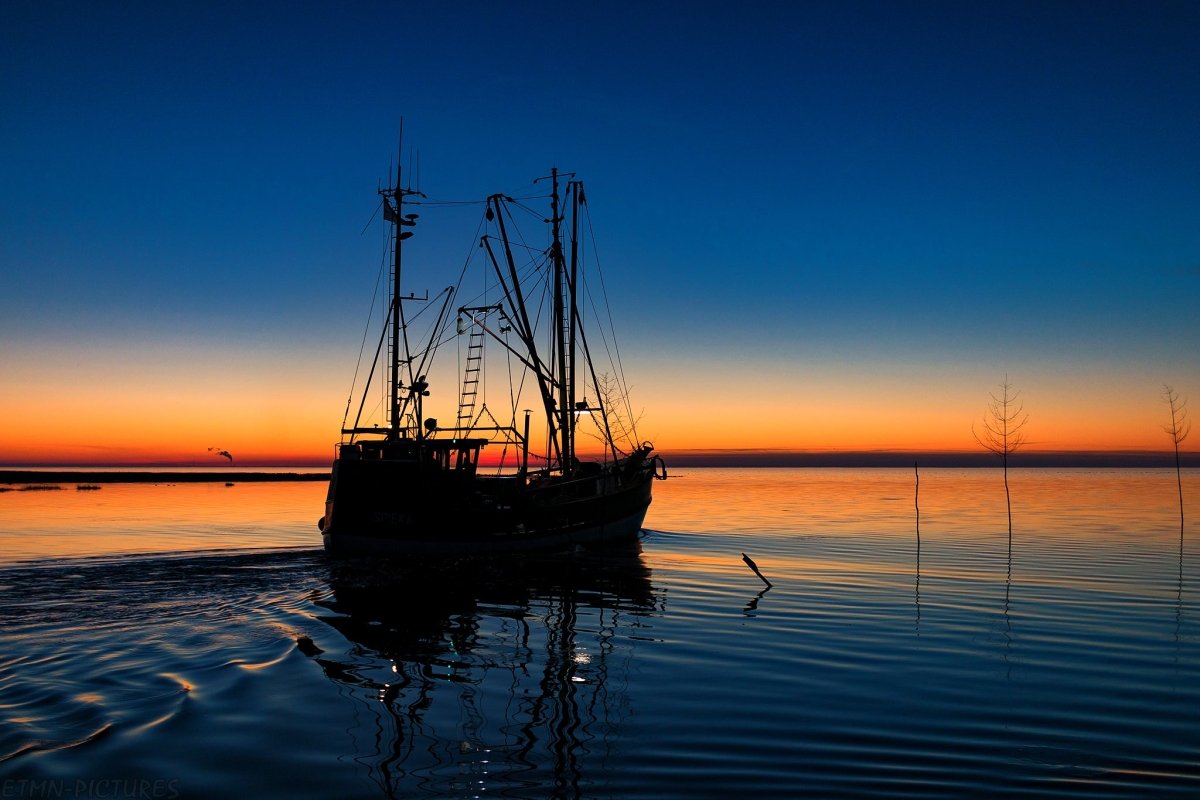 Gute Nachrichten: So viel Fisch wie lange nicht in der Nordsee - Ankerherz Verlag