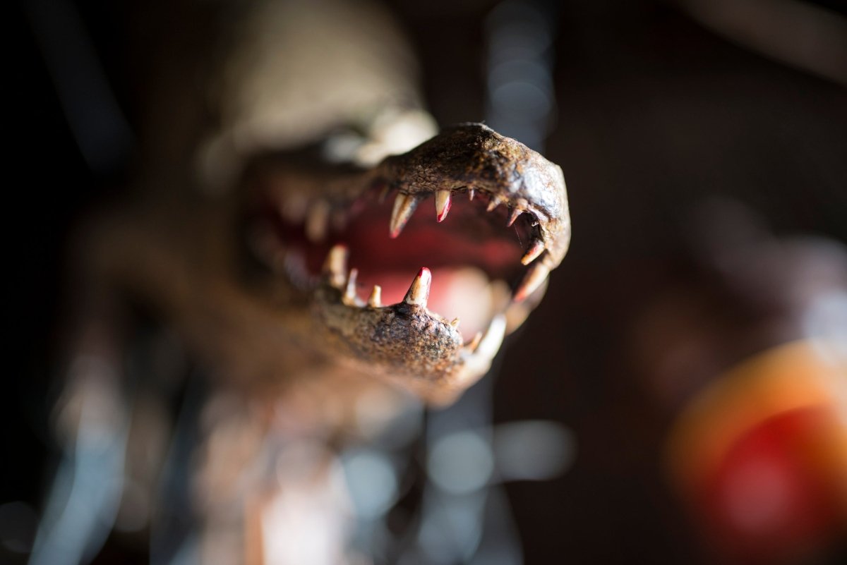 HAIFISCH BAR Geschichten: Die Frau mit dem Leguan - Ankerherz Verlag