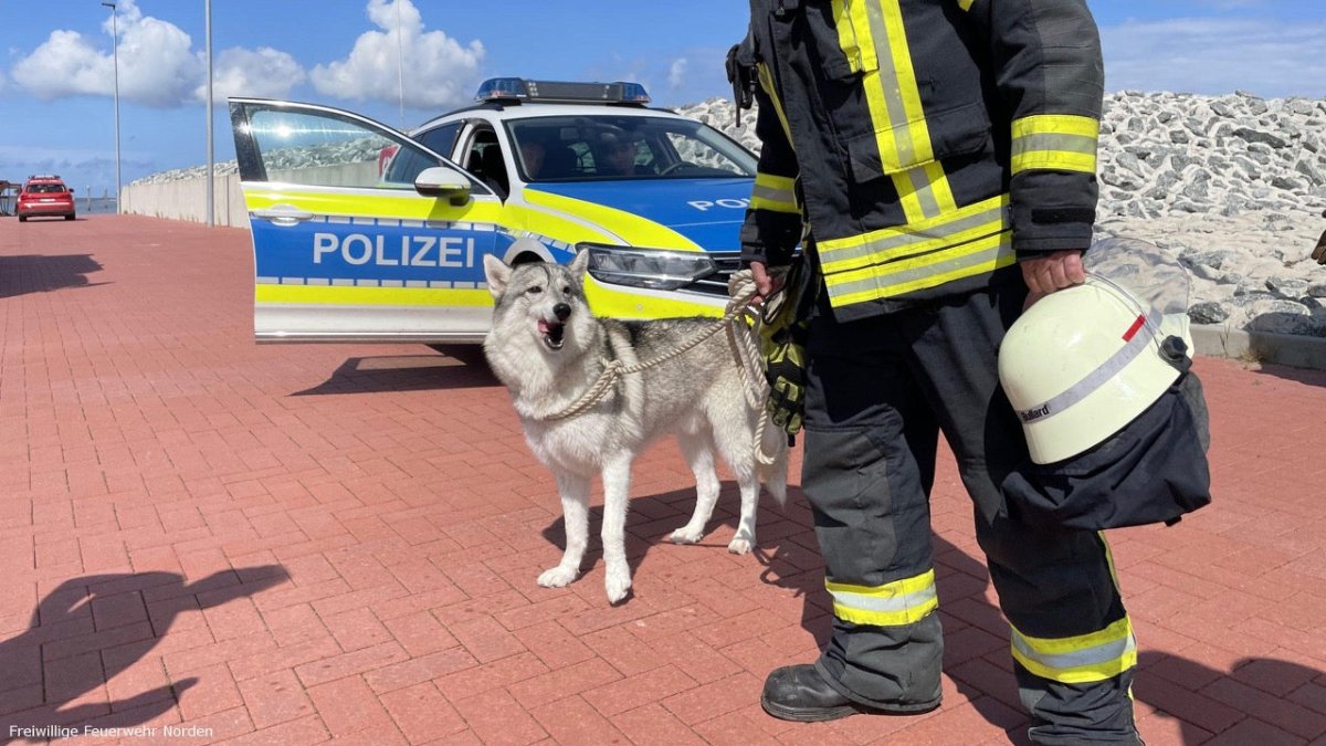 Hund schwimmt neben Hafeneinfahrt: Husky Alarm in Norden - Ankerherz Verlag