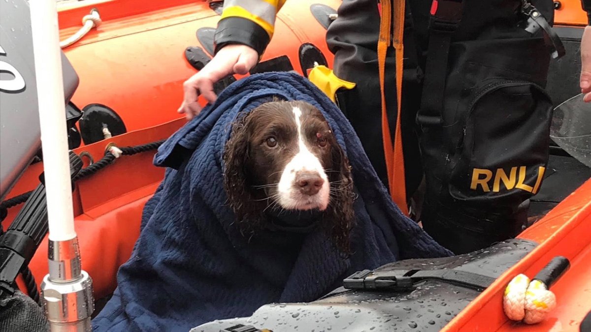 Hunde in Not: Englische Seenotretter im Einsatz für Fellherzen - Ankerherz Verlag