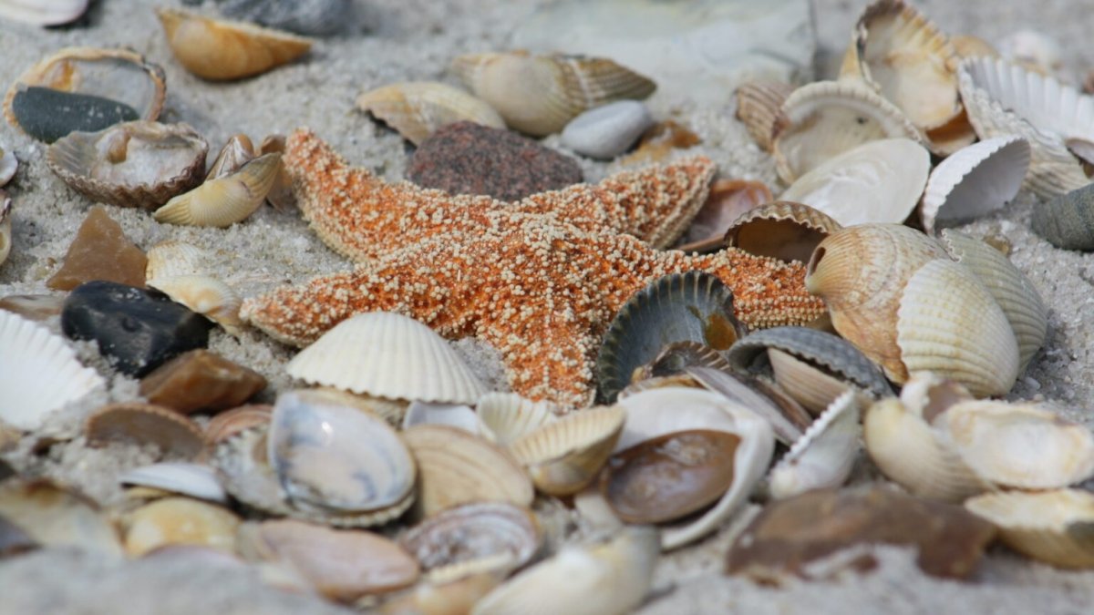 Hunderte Seesterne am Strand von Sylt angespült – das ist der Grund - Ankerherz Verlag