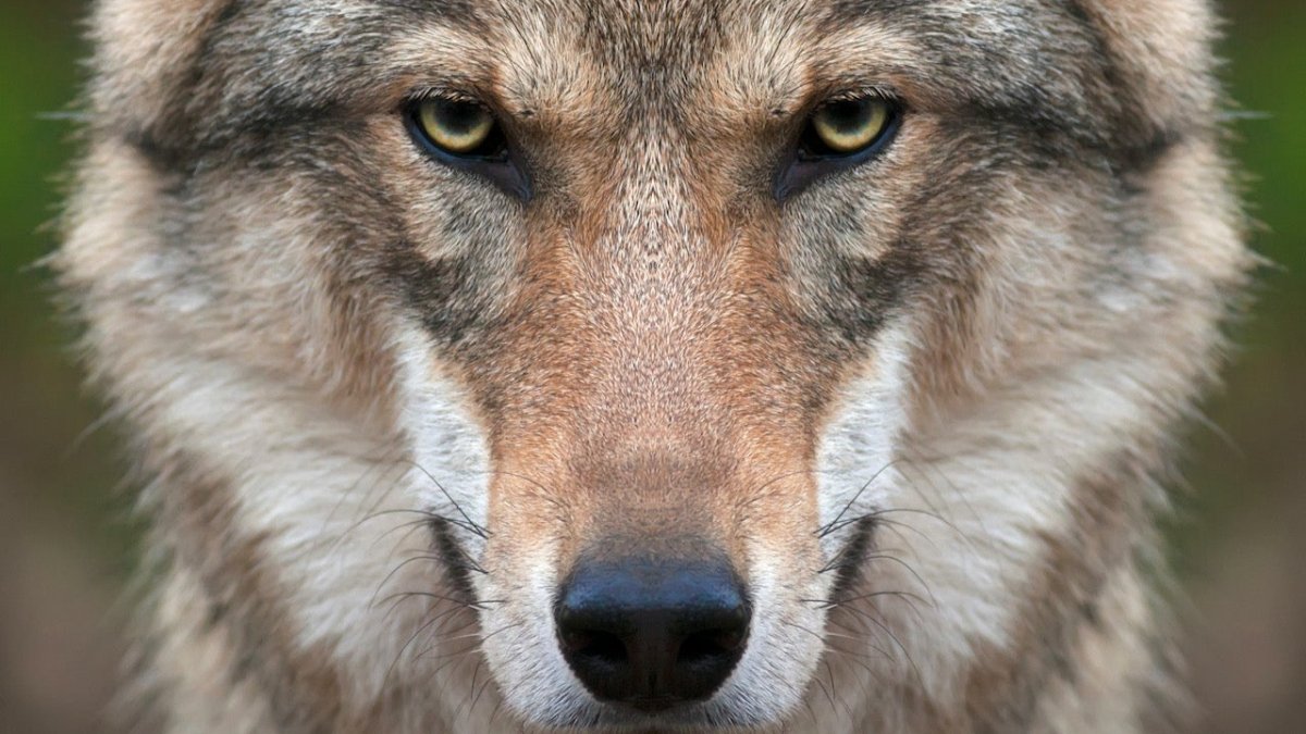 Kein Seemannsgarn: Warnung vor Wolf am Strand von St. Peter-Ording - Ankerherz Verlag