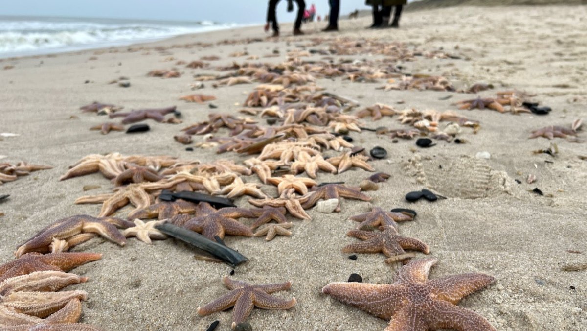 Millionen Seesterne am Strand von Sylt angespült - Ankerherz Verlag