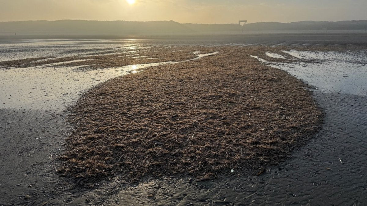 Millionen tote Muscheln auf Norderney angespült - Ankerherz Verlag