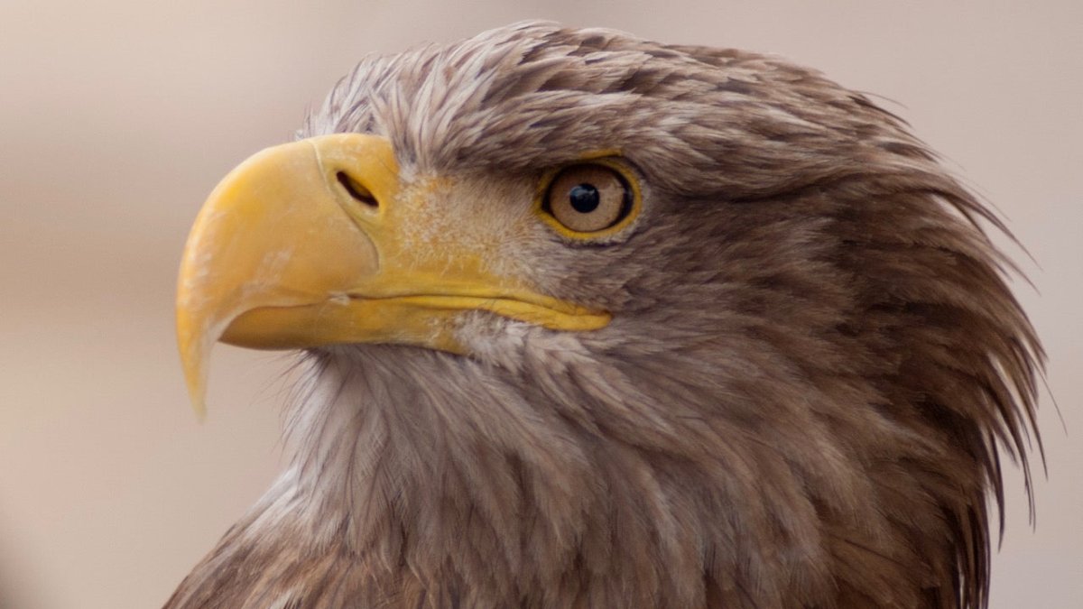 Nach 240 Jahren: Seeadler kehren in den Süden Englands zurück - Ankerherz Verlag