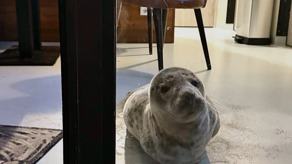 Robbe belegt Hotelzimmer in niederländischer Hafenstadt - Ankerherz Verlag