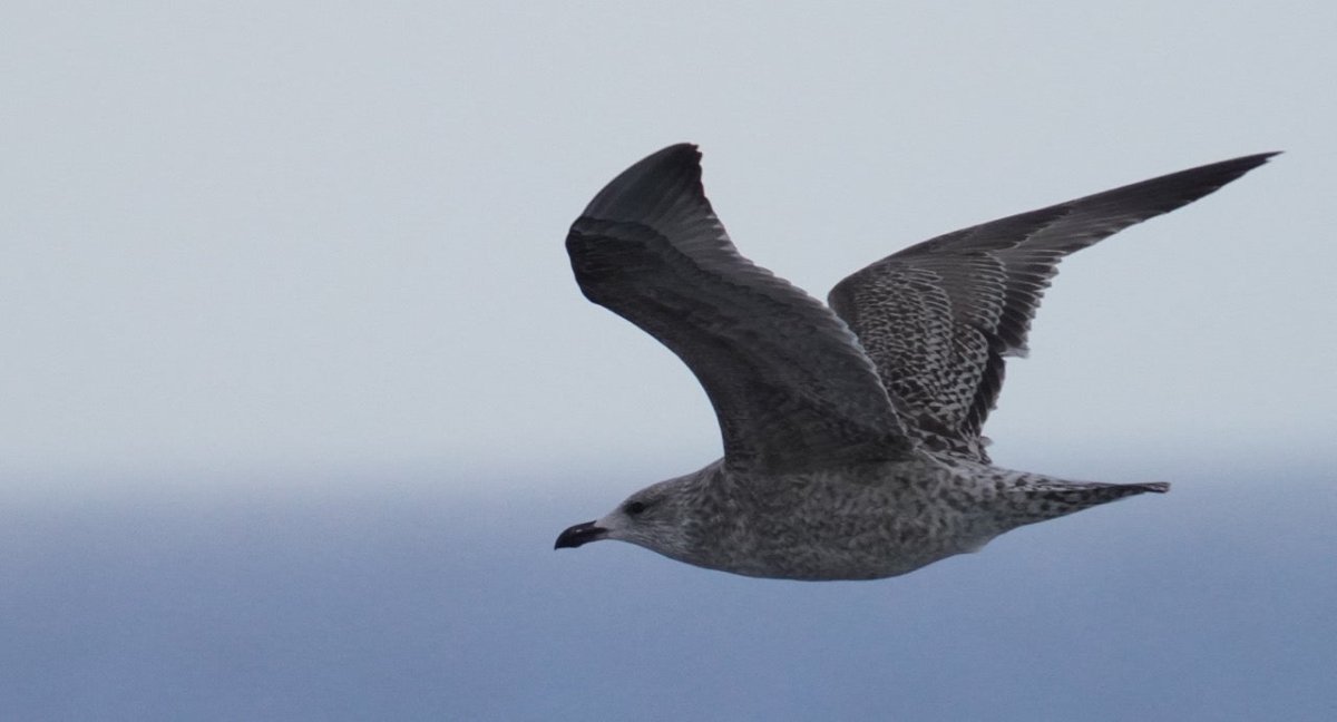 Skua – die große Raubmöwe im Nordatlantik - Ankerherz Verlag