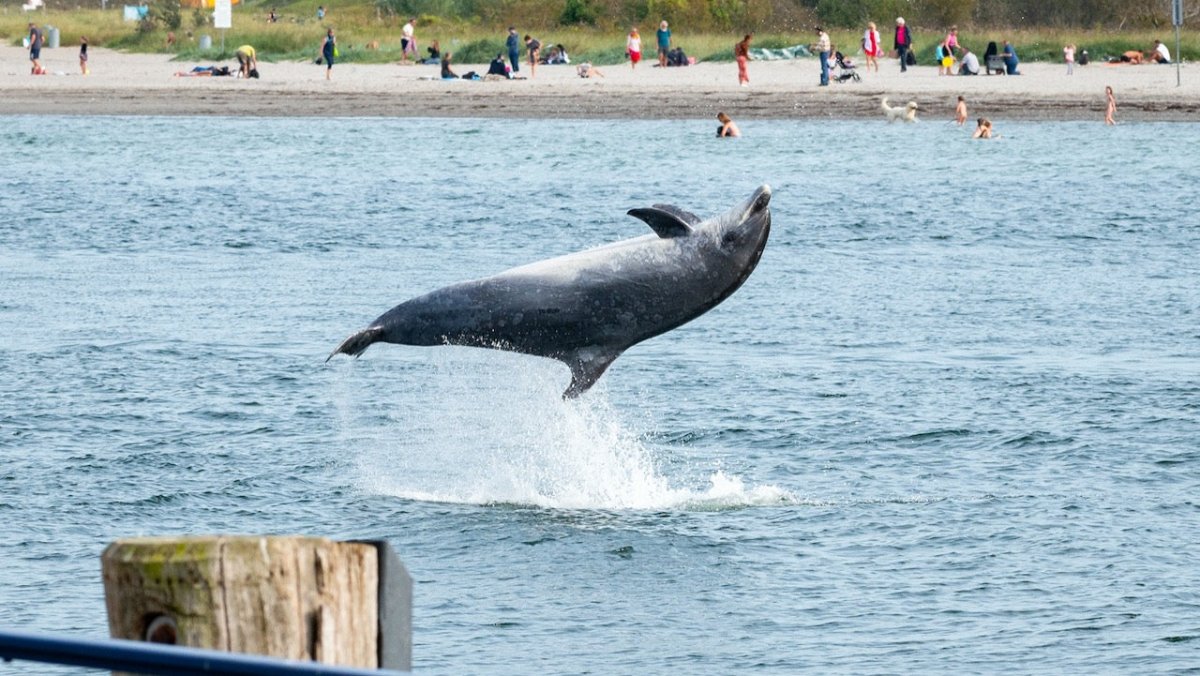 Travemünde: Verspielter Delfin begeistert erneut Strandspaziergänger - Ankerherz Verlag