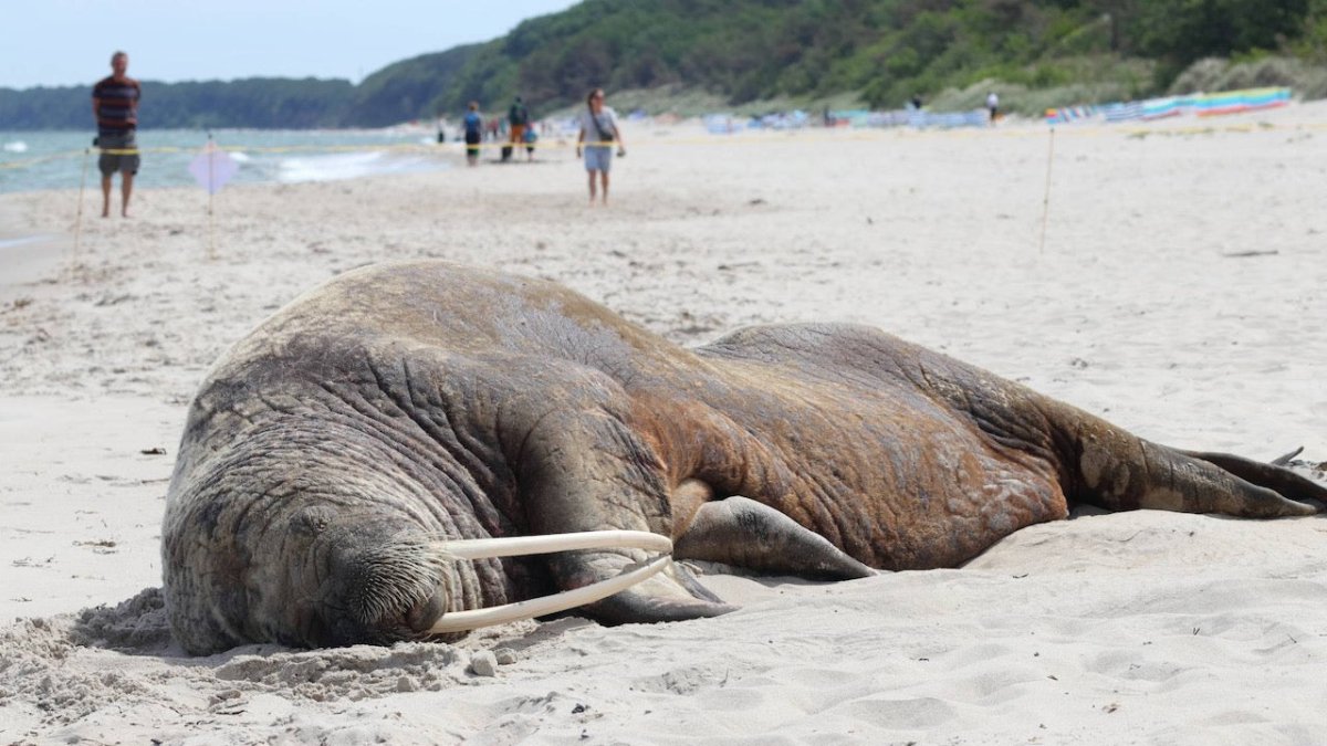 Walross auf Rügen begeistert Strandspaziergänger - Ankerherz Verlag