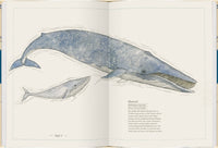 Blauwal, Seestern, Oktopus - Die Welt der Meere