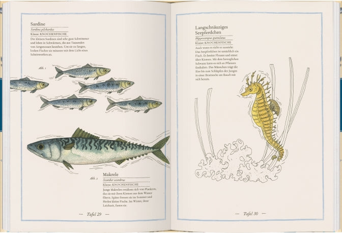 Blauwal, Seestern, Oktopus - Die Welt der Meere