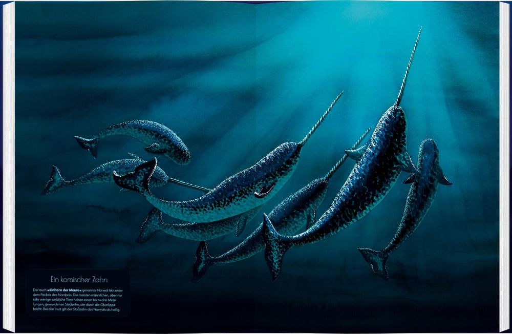 Wale - Giganten der Meere