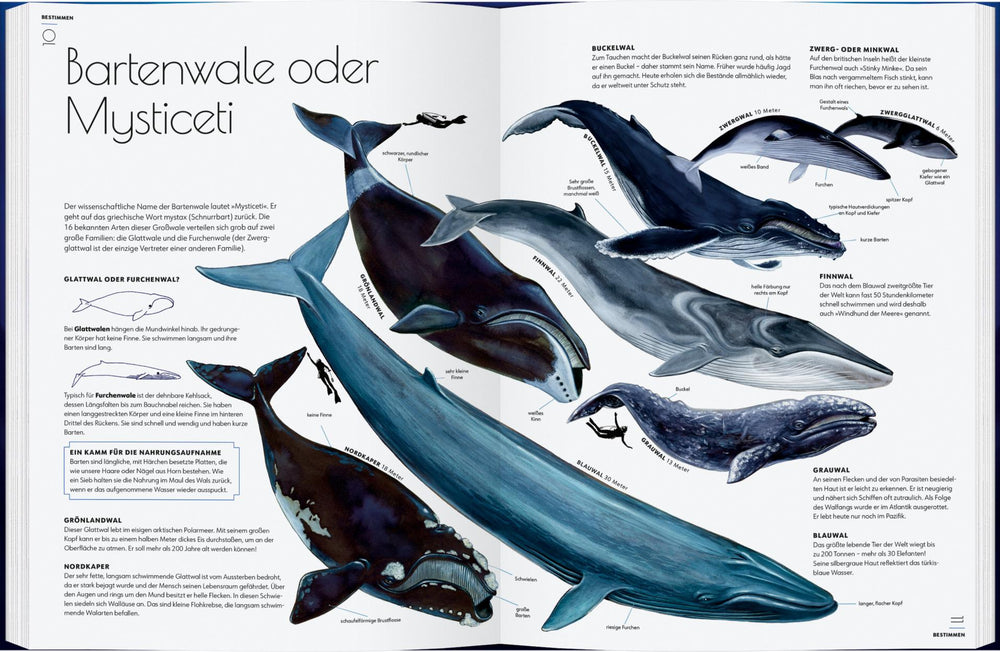 Wale - Giganten der Meere