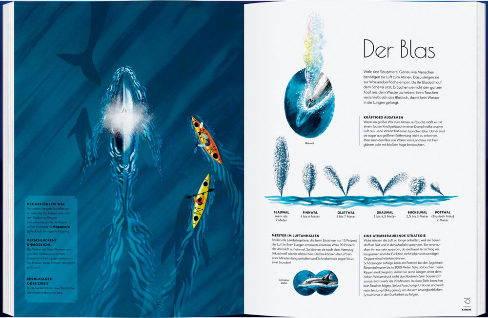 Wale - Giganten der Meere