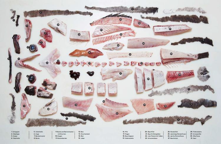 Der ganze Fisch - Rezepte von der Flosse bis zur Kieme