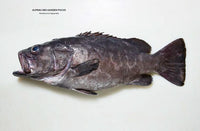 Der ganze Fisch - Rezepte von der Flosse bis zur Kieme