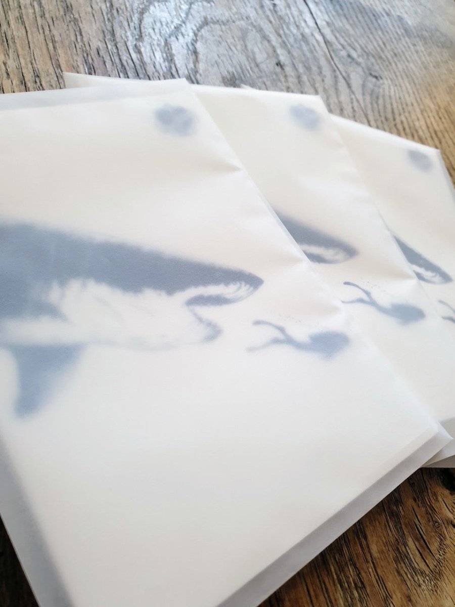 Postkarte Hai mit Taucher - Ankerherz Verlag