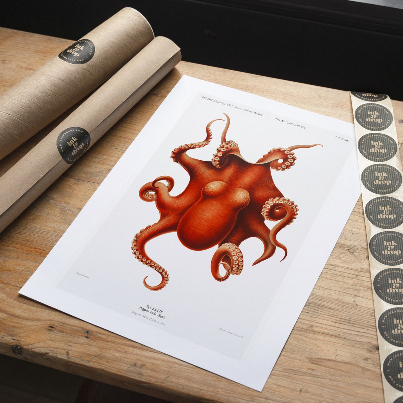Kunstdruck Oktopus | ankerherz.de  Edit alt text